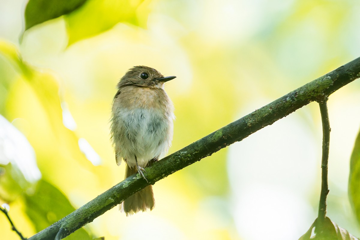 Fulvous-chested Jungle Flycatcher - ML637683483