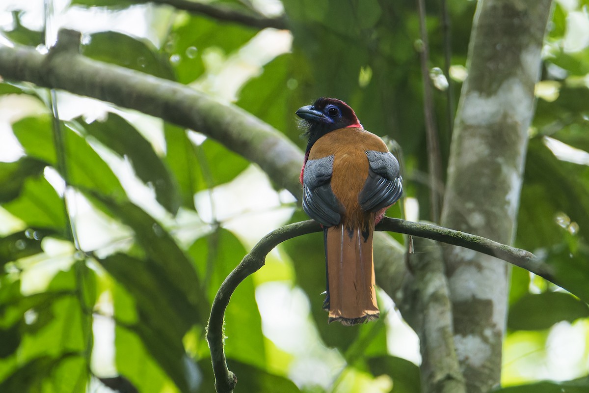 Diard's Trogon - ML637683485