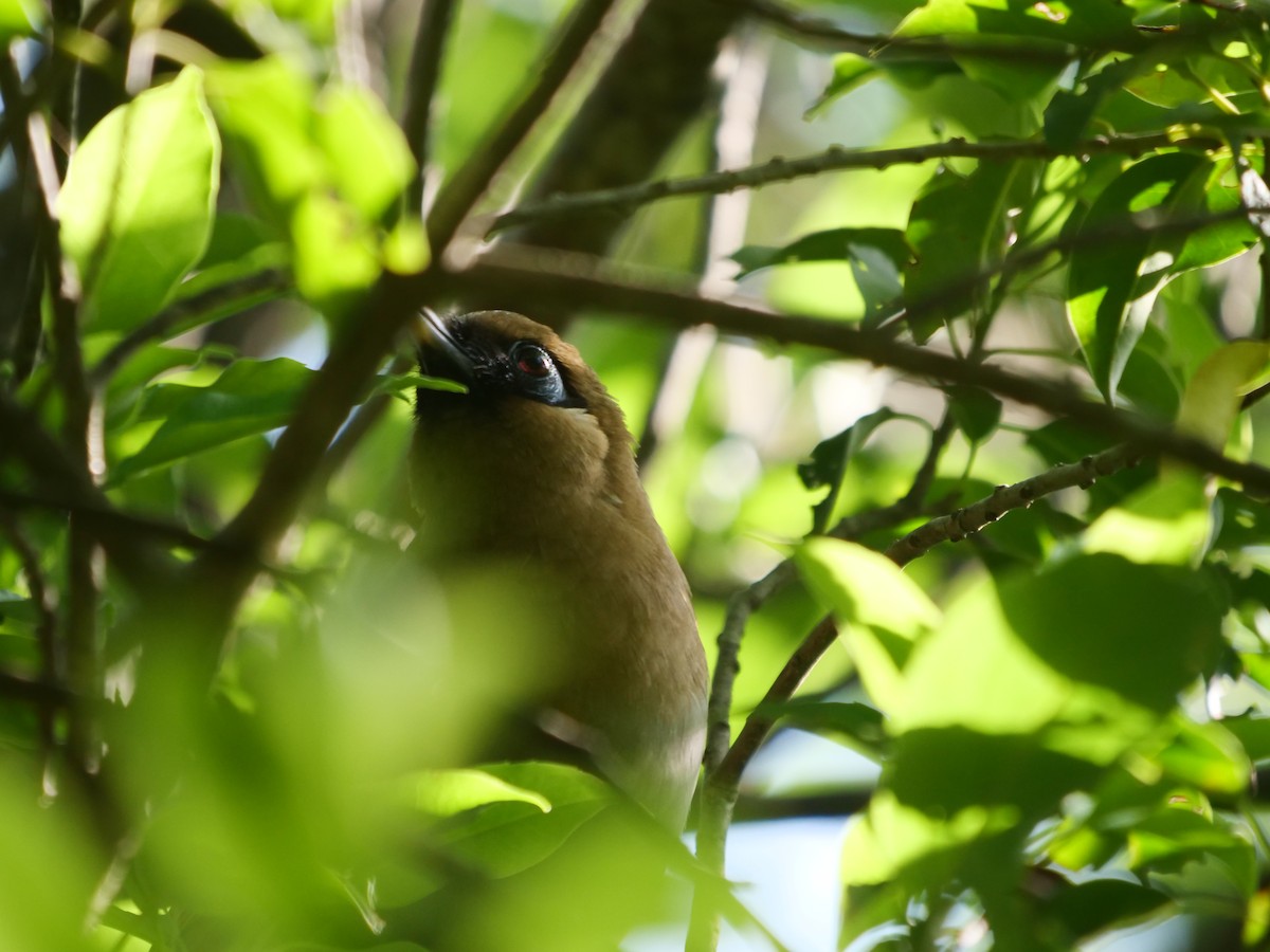 Buffy Laughingthrush - ML637683496