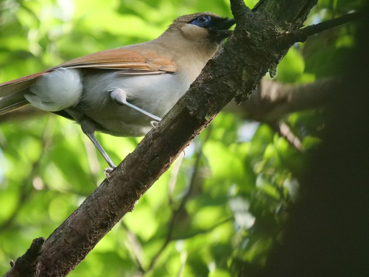 Buffy Laughingthrush - ML637683497