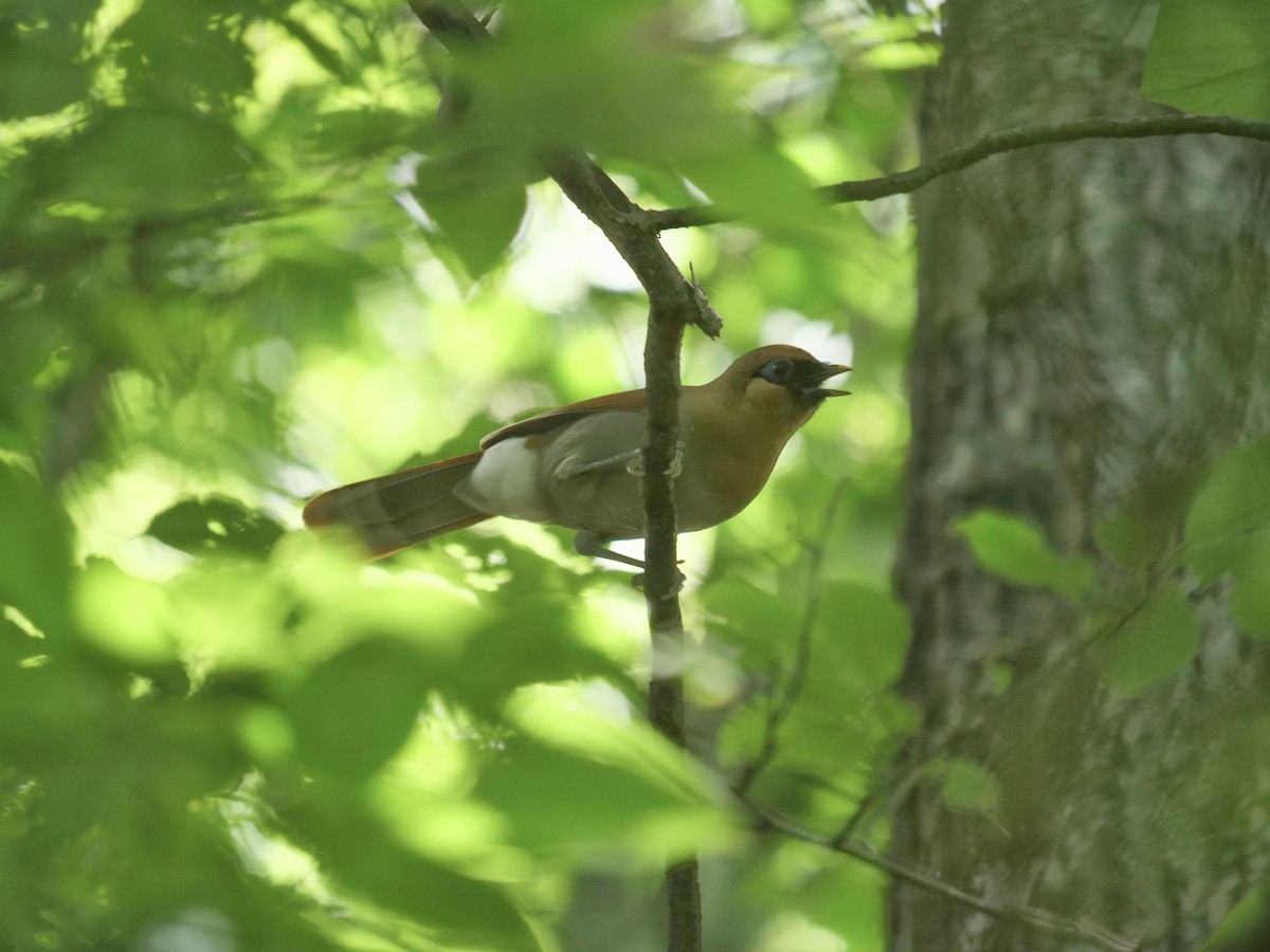 Buffy Laughingthrush - ML637683498