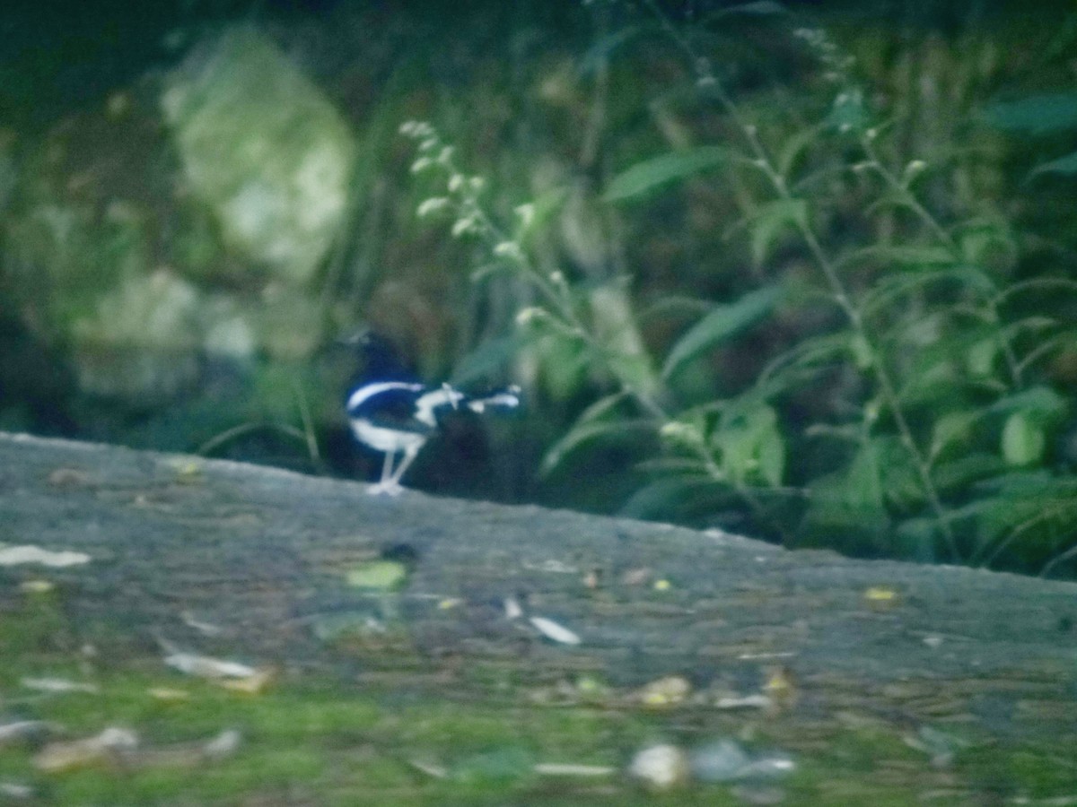 White-crowned Forktail - ML637683508