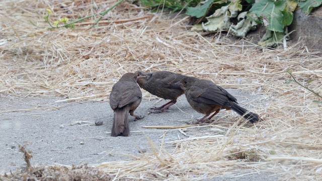 California Towhee - ML637683509