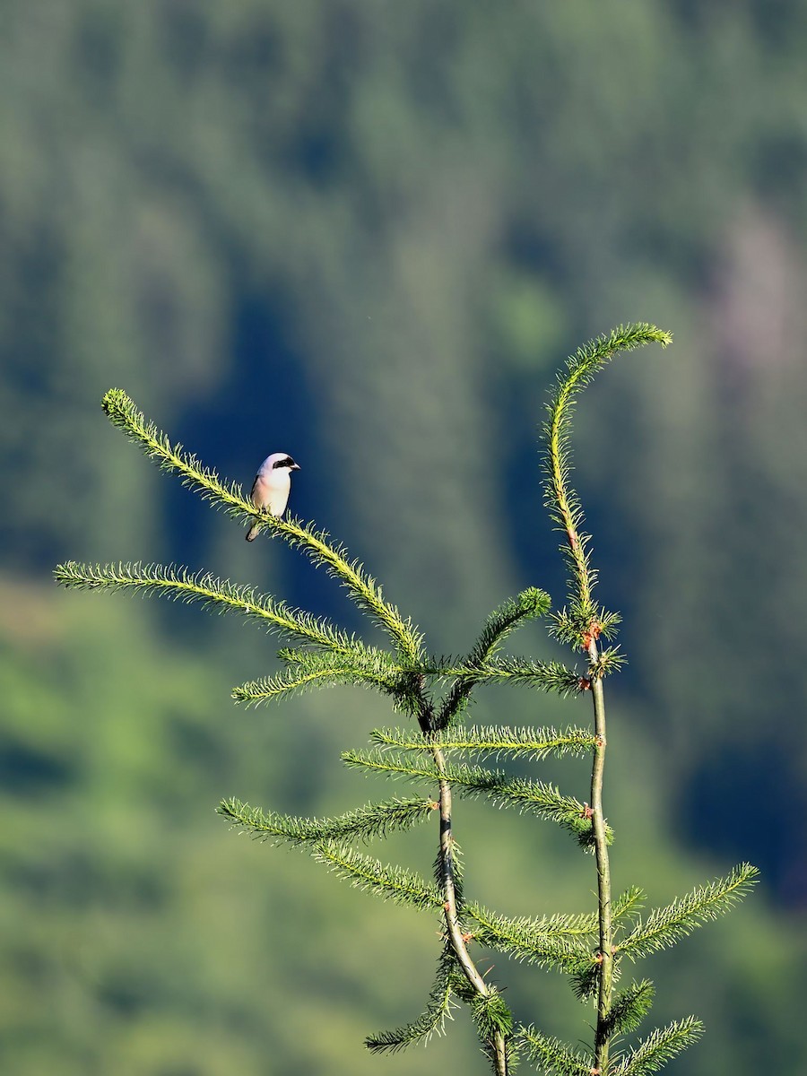Lesser Gray Shrike - ML637683570