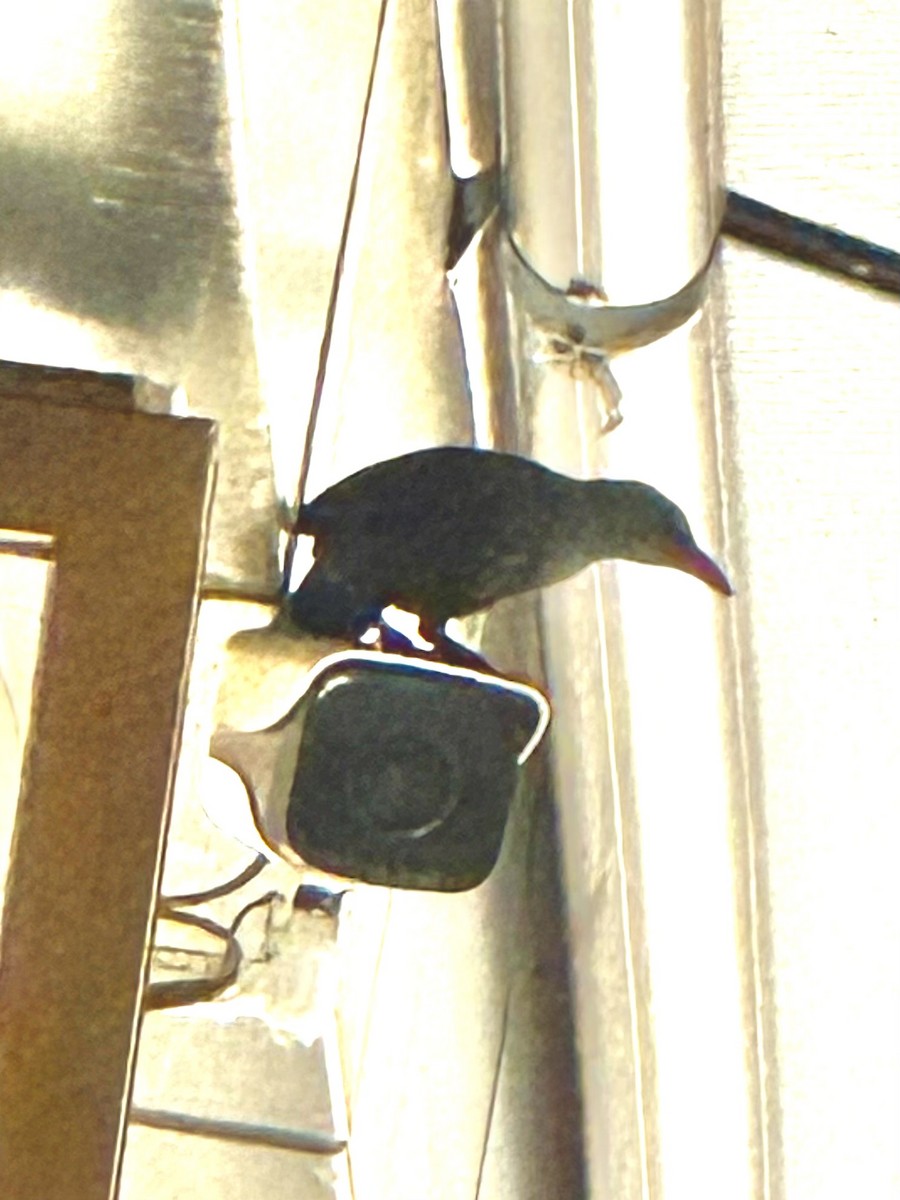 Red-winged Starling - ML637683595