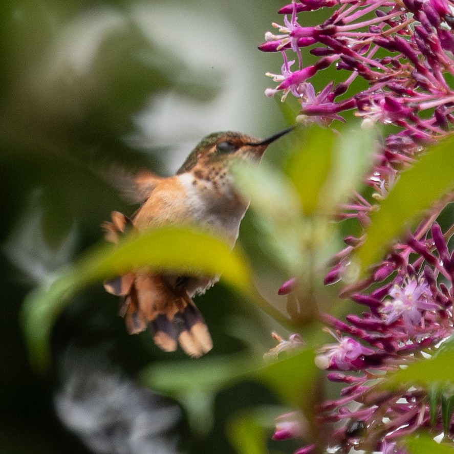 Scintillant Hummingbird - ML637683663