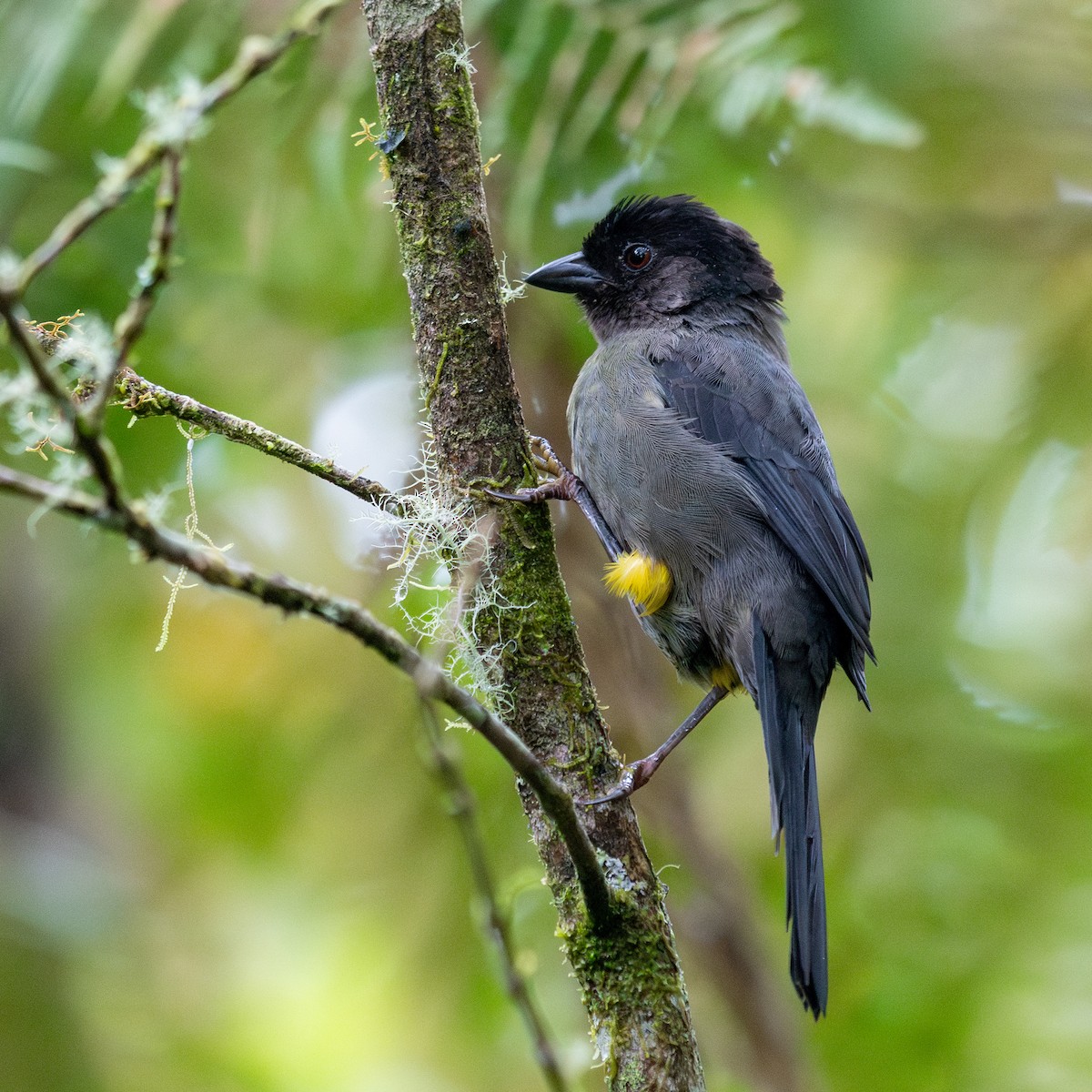 Yellow-thighed Brushfinch - ML637683707