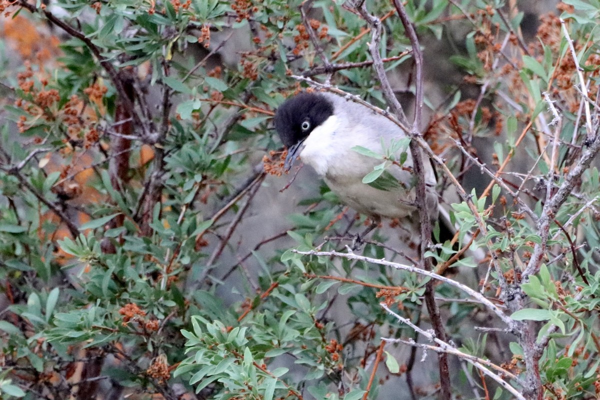 Eastern Orphean Warbler - ML637683789