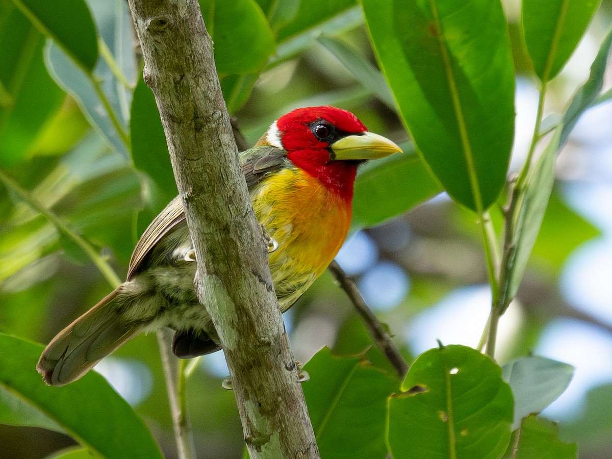 Red-headed Barbet - ML637683792