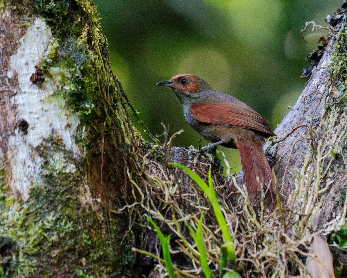 Red-faced Spinetail - ML637683793
