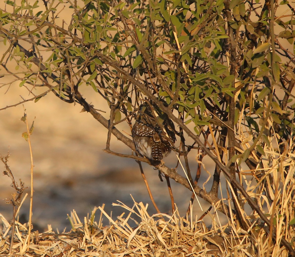 Pearl-spotted Owlet - ML637683813