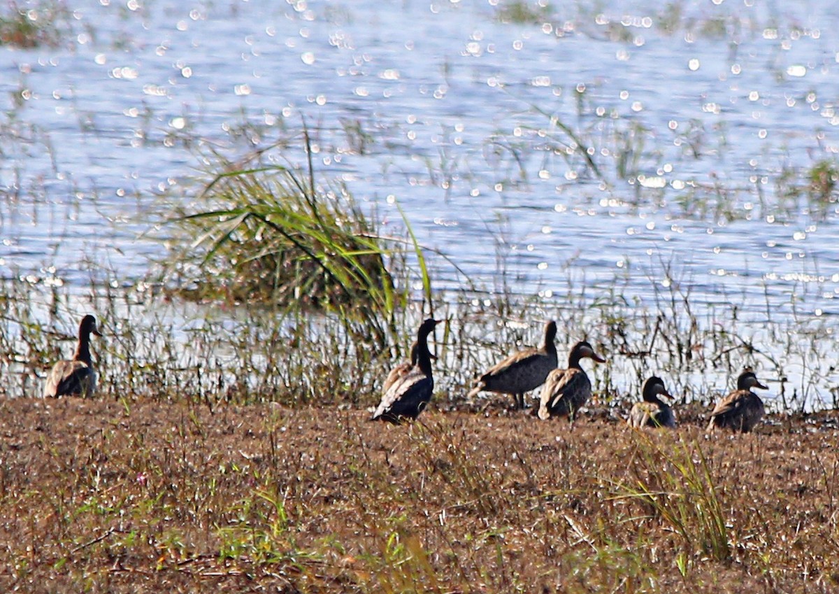 Red-billed Duck - ML637683905