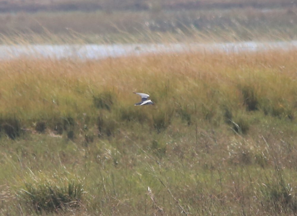 Whiskered Tern - ML637683926