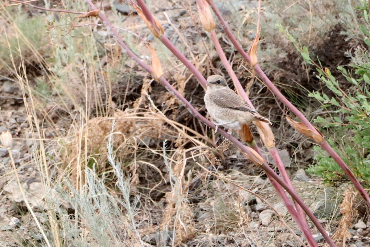 Red-tailed Shrike - ML637683932
