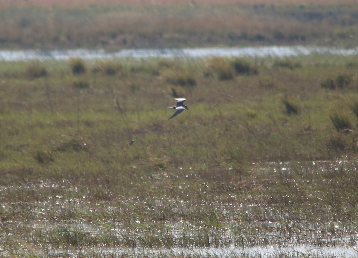 Whiskered Tern - ML637683935