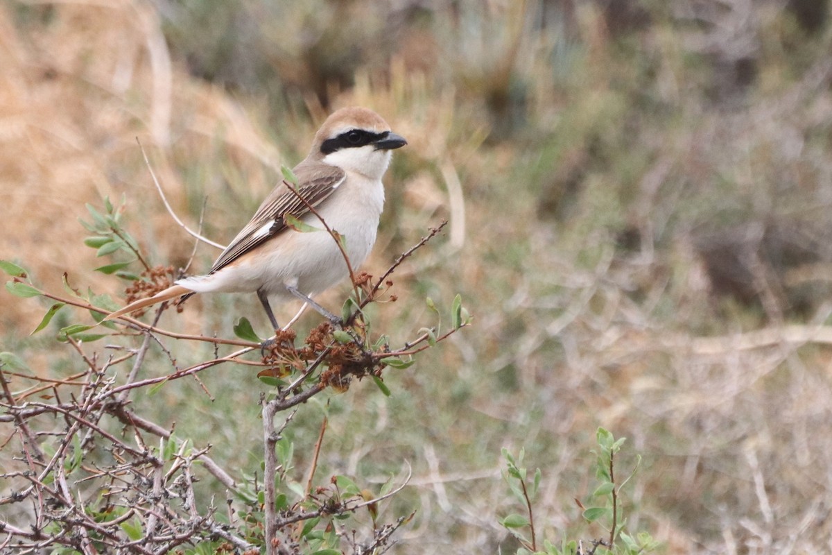 Red-tailed Shrike - ML637683953