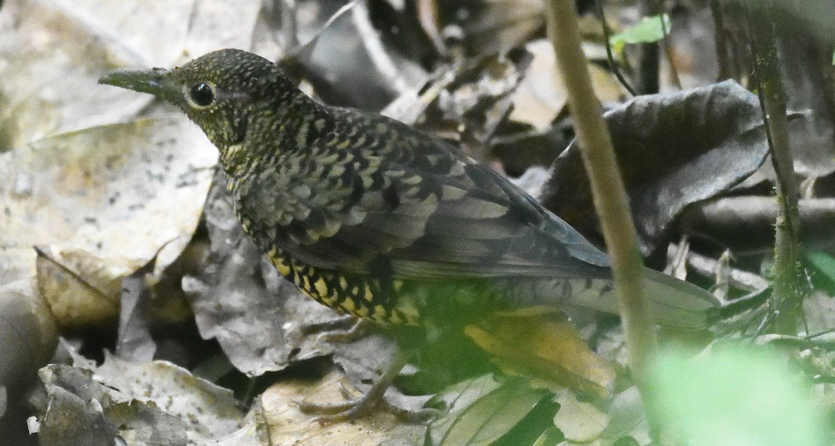 Sri Lanka Thrush - ML637683964