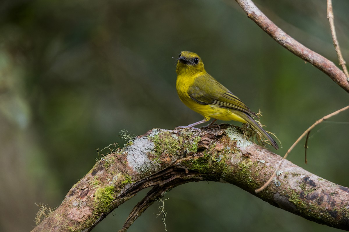 Bornean Whistler - ML637683965
