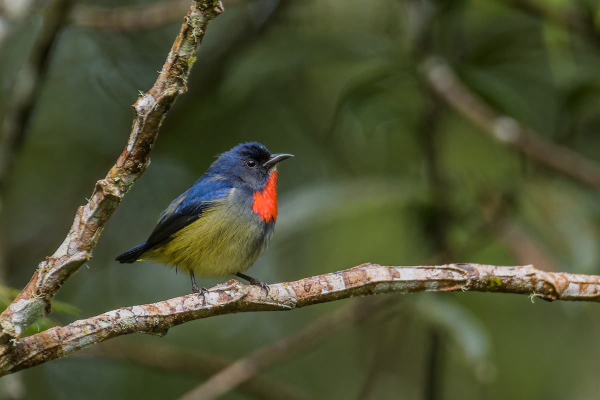 Black-sided Flowerpecker - ML637683995