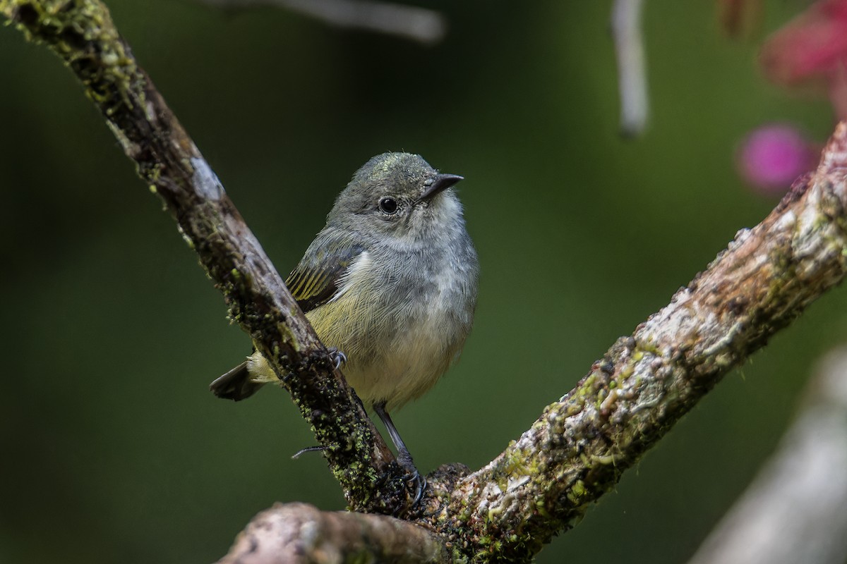 Black-sided Flowerpecker - ML637683998