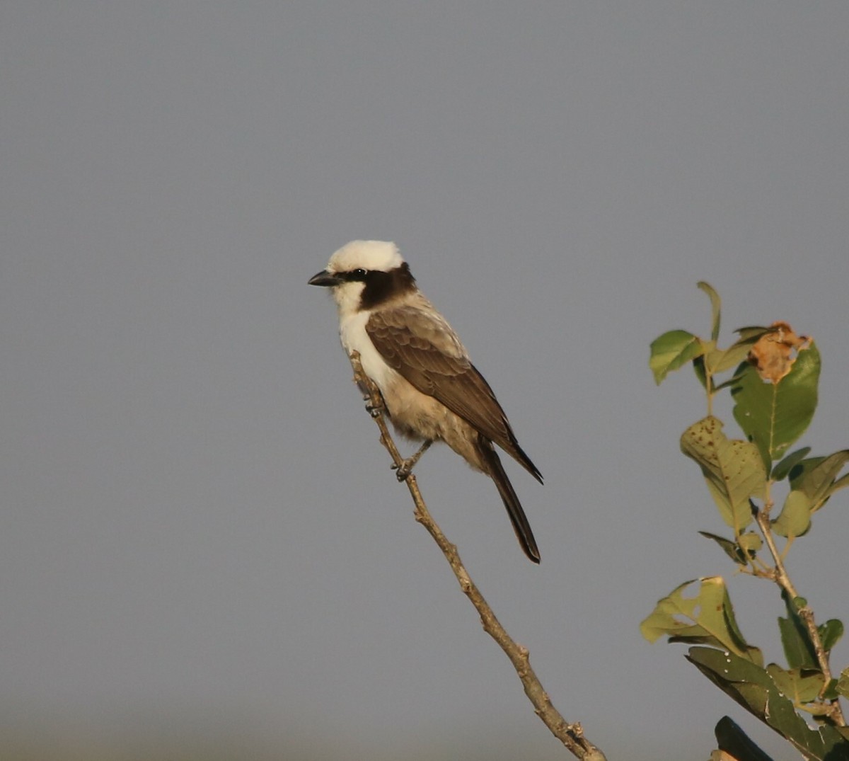 White-crowned Shrike - ML637684037