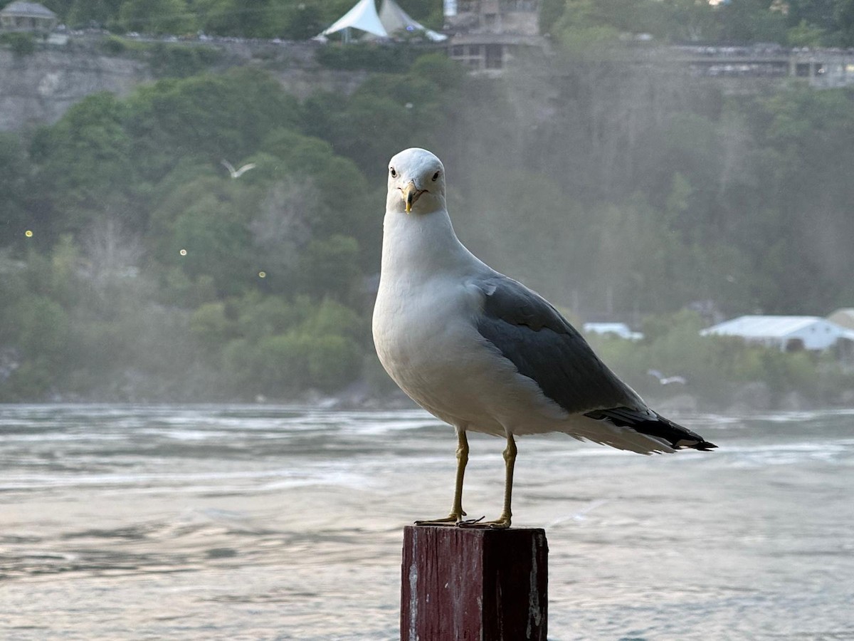 Ring-billed Gull - ML637684156