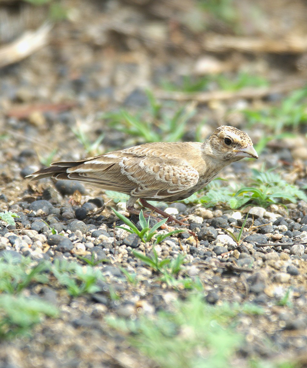 Ashy-crowned Sparrow-Lark - ML637684192
