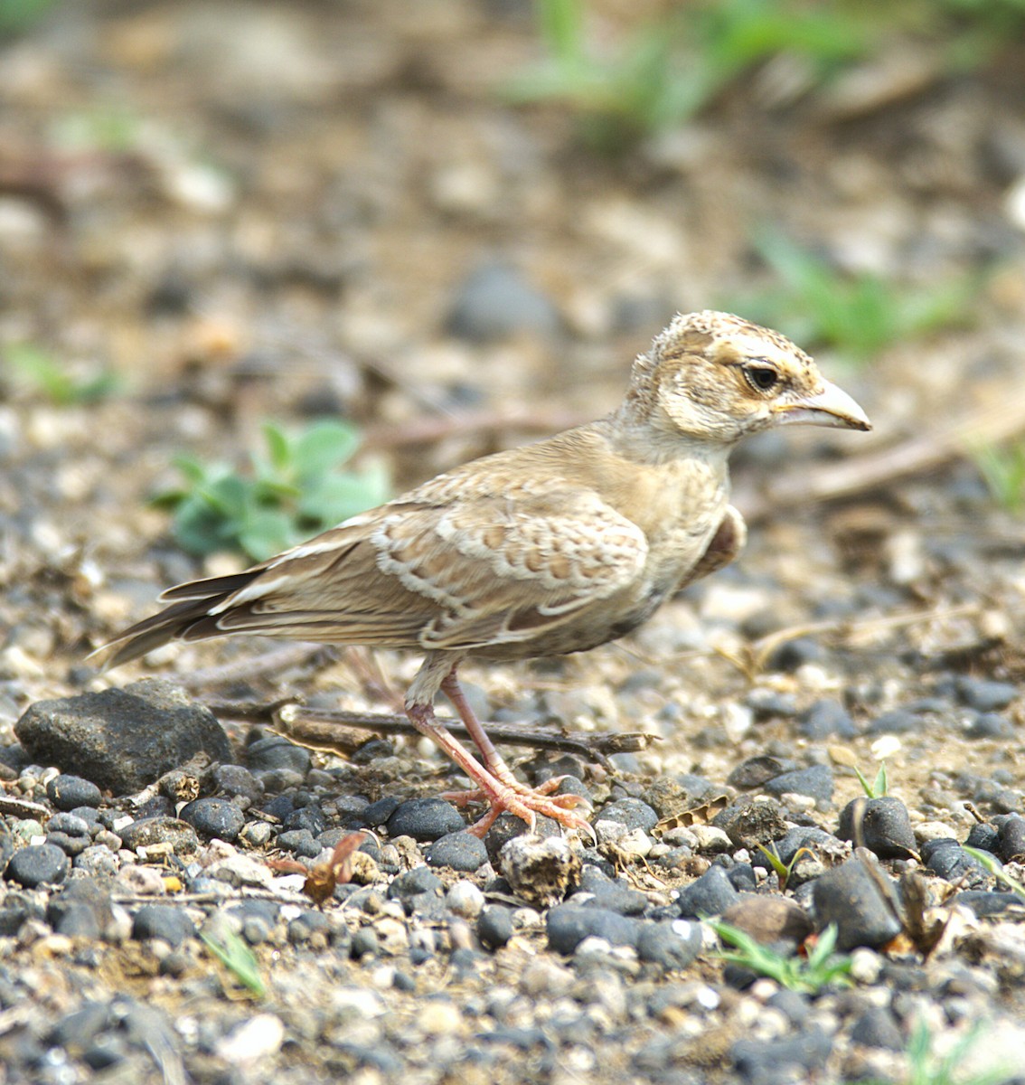 Ashy-crowned Sparrow-Lark - ML637684193
