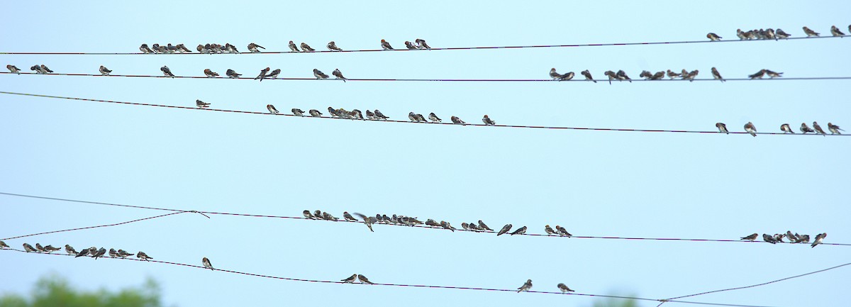 Streak-throated Swallow - ML637684198