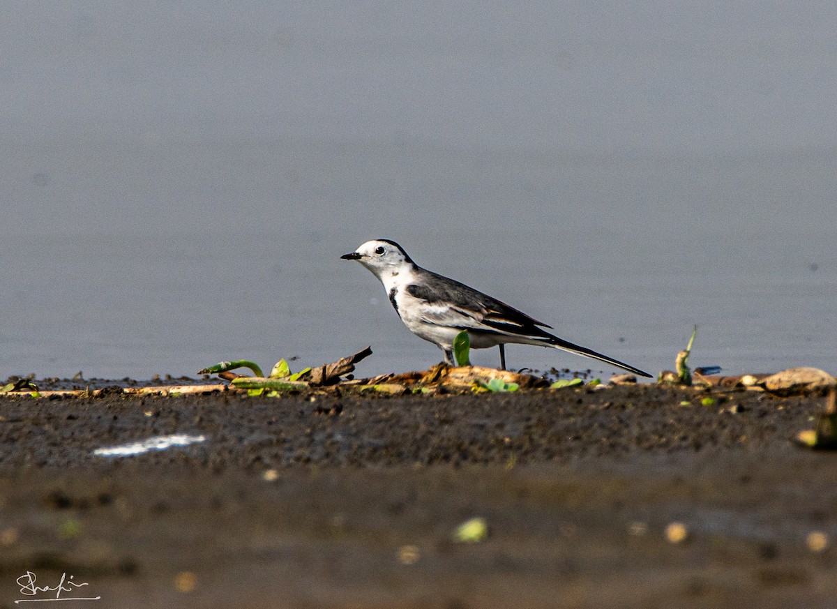 White Wagtail - ML637684199