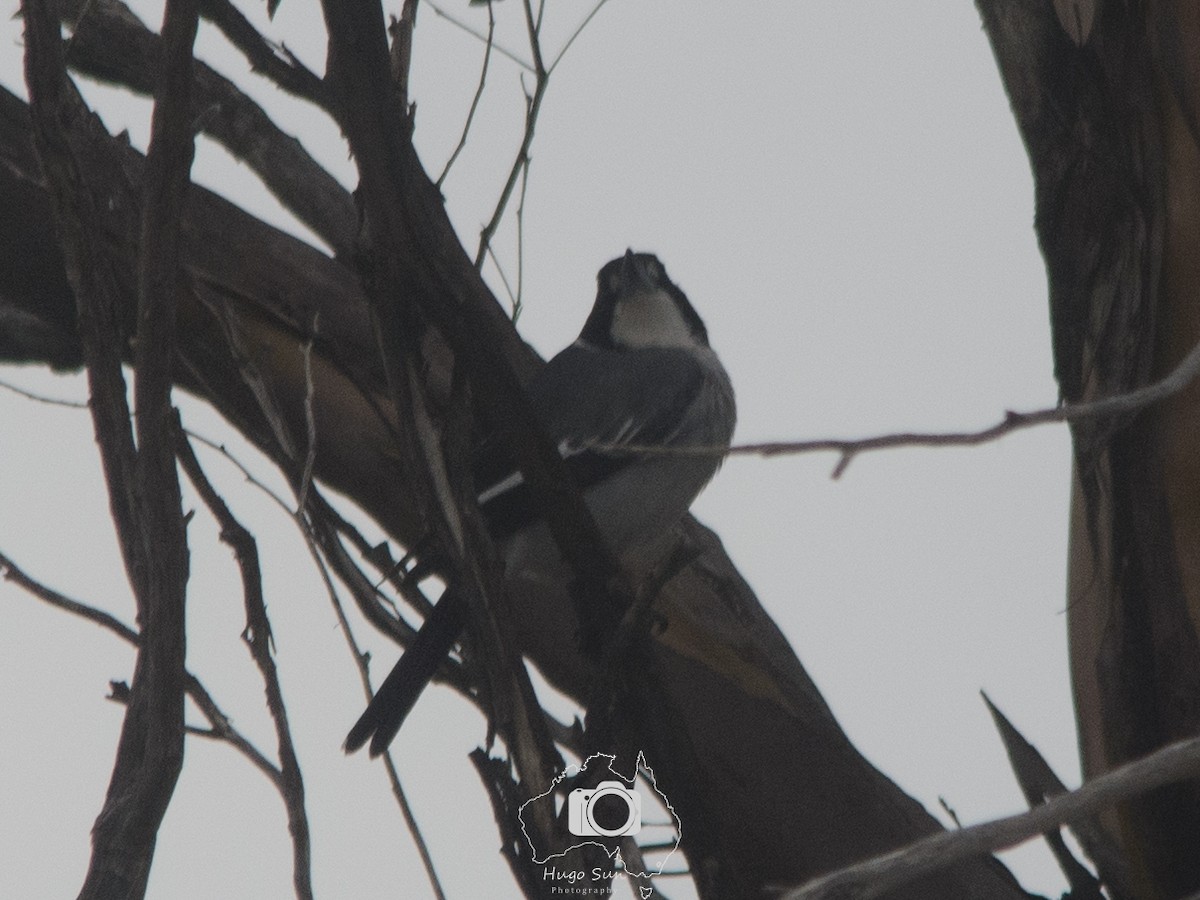 Gray Butcherbird - ML637684200