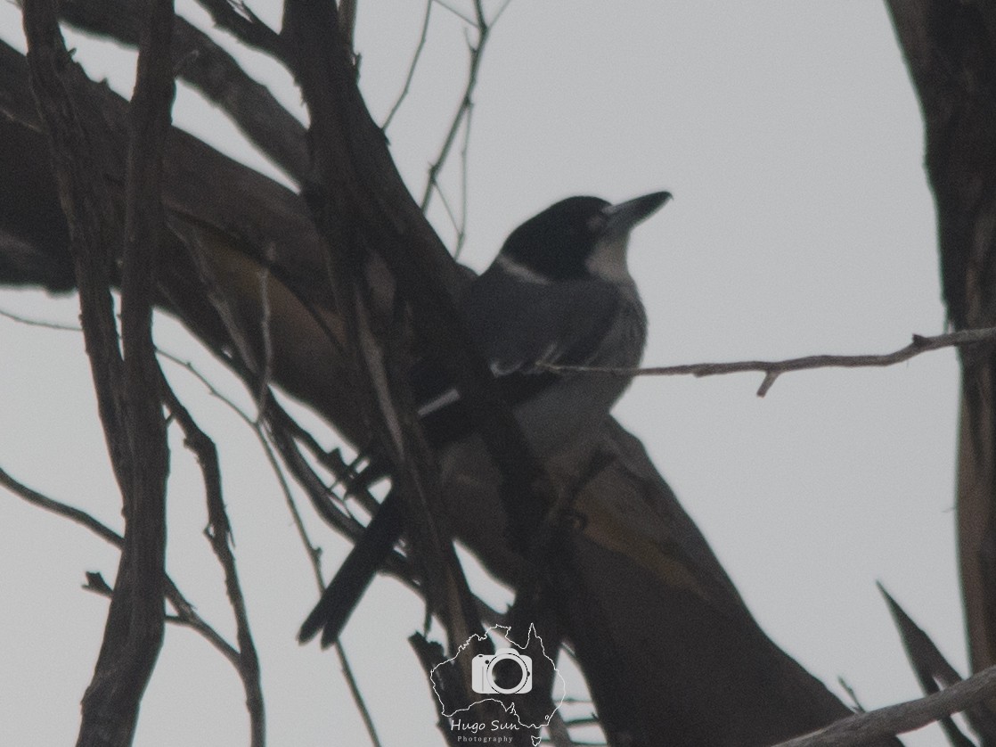 Gray Butcherbird - ML637684201