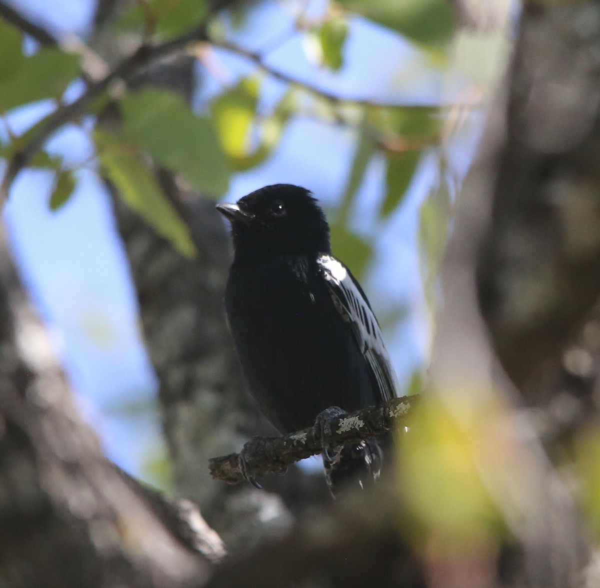 Southern Black-Tit - ML637684202