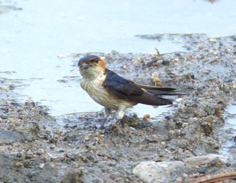 Streak-throated Swallow - ML637684203
