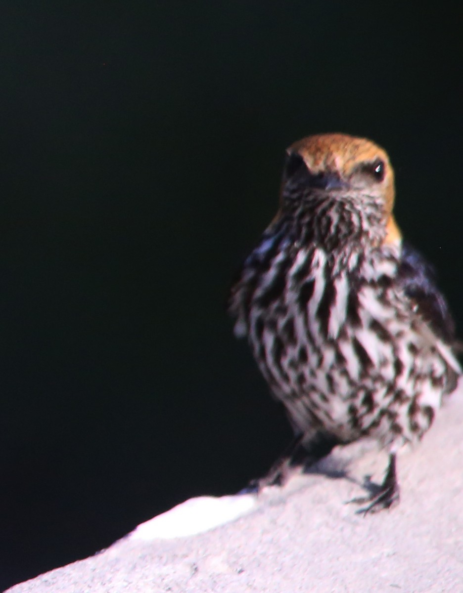 Lesser Striped Swallow - ML637684205
