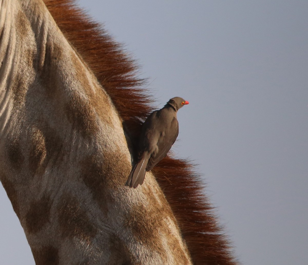 Red-billed Oxpecker - ML637684206