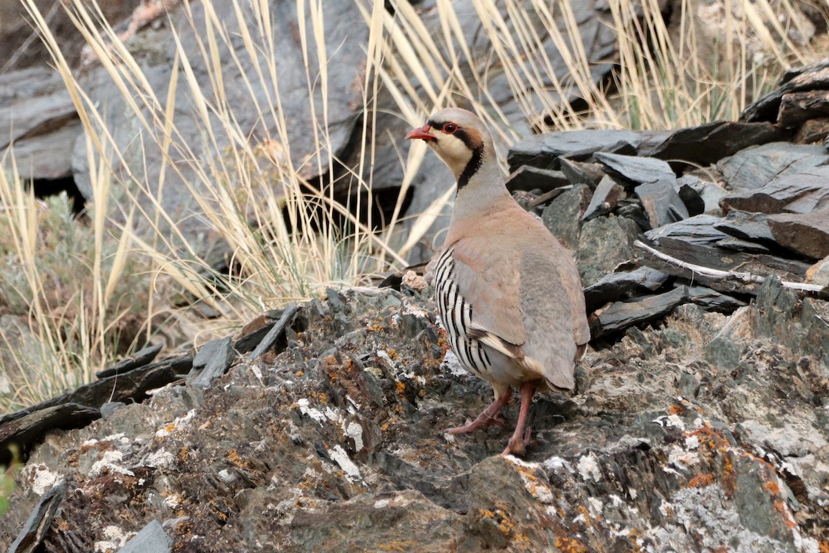 Chukar - ML637684207