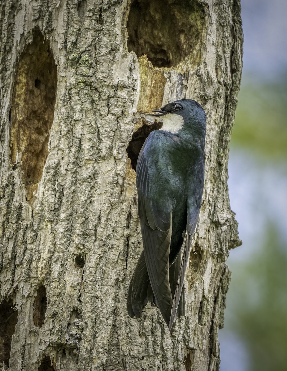 Tree Swallow - ML637684208