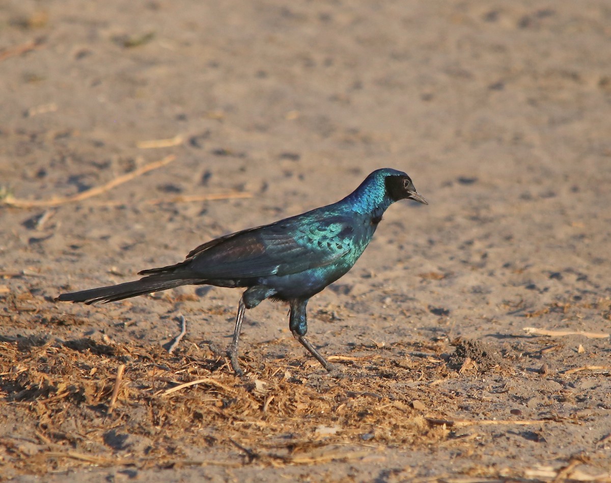 Burchell's Starling - ML637684209