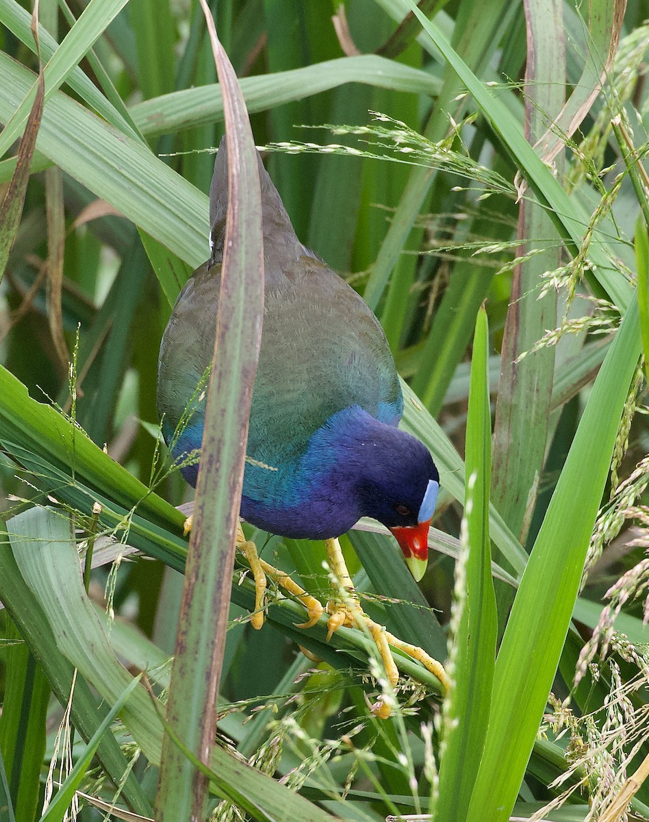 Purple Gallinule - ML637684211