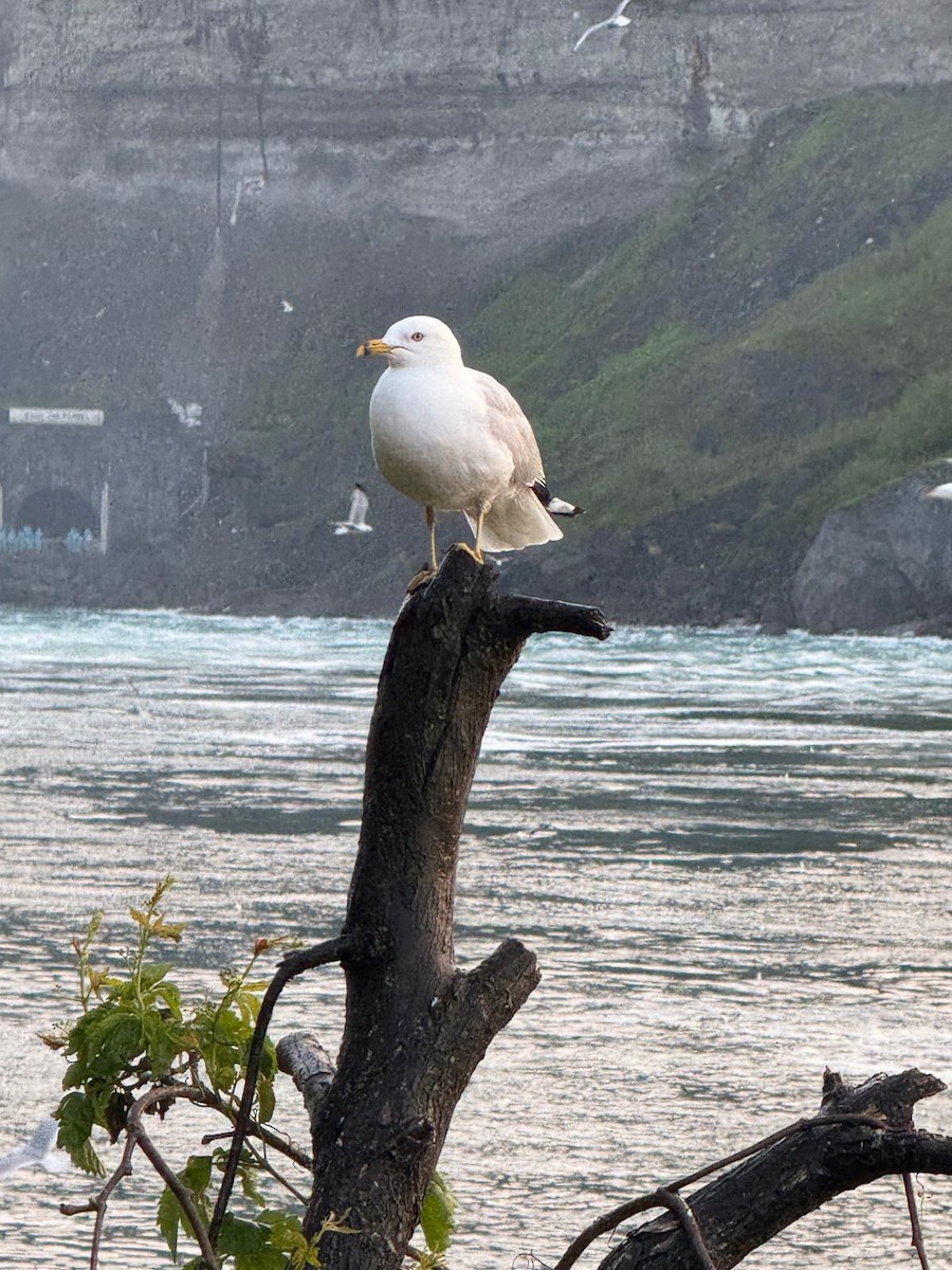 Ring-billed Gull - ML637684212