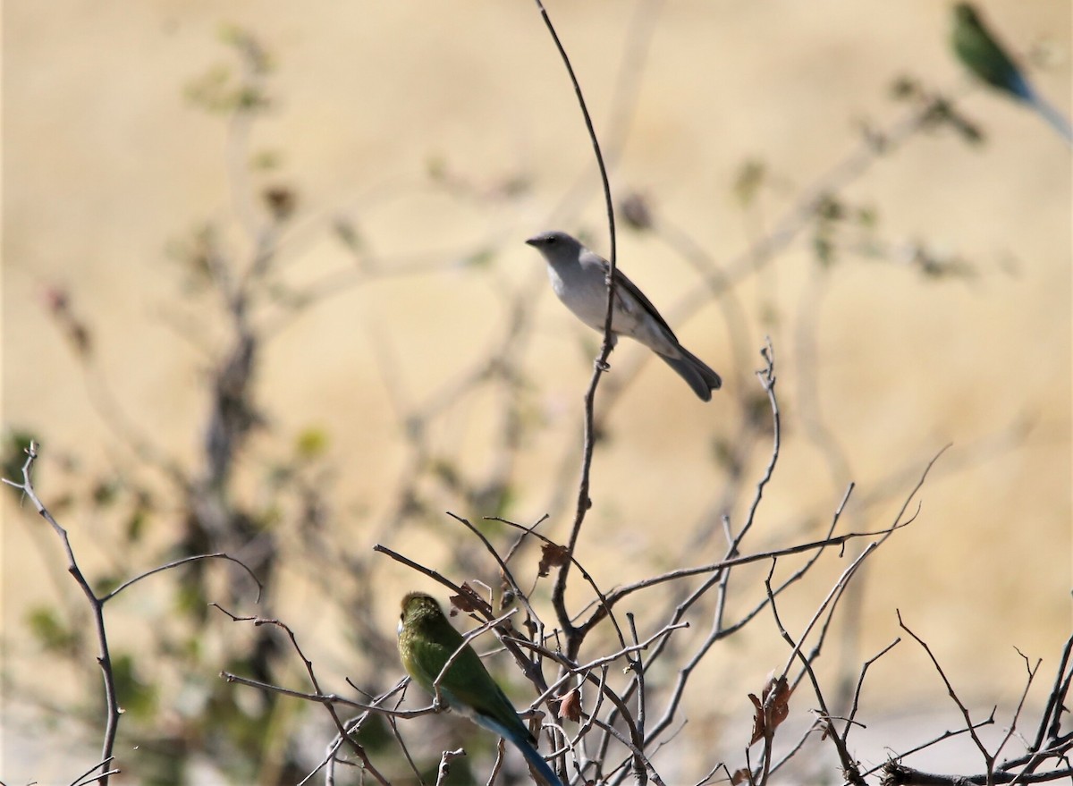 Southern Gray-headed Sparrow - ML637684213