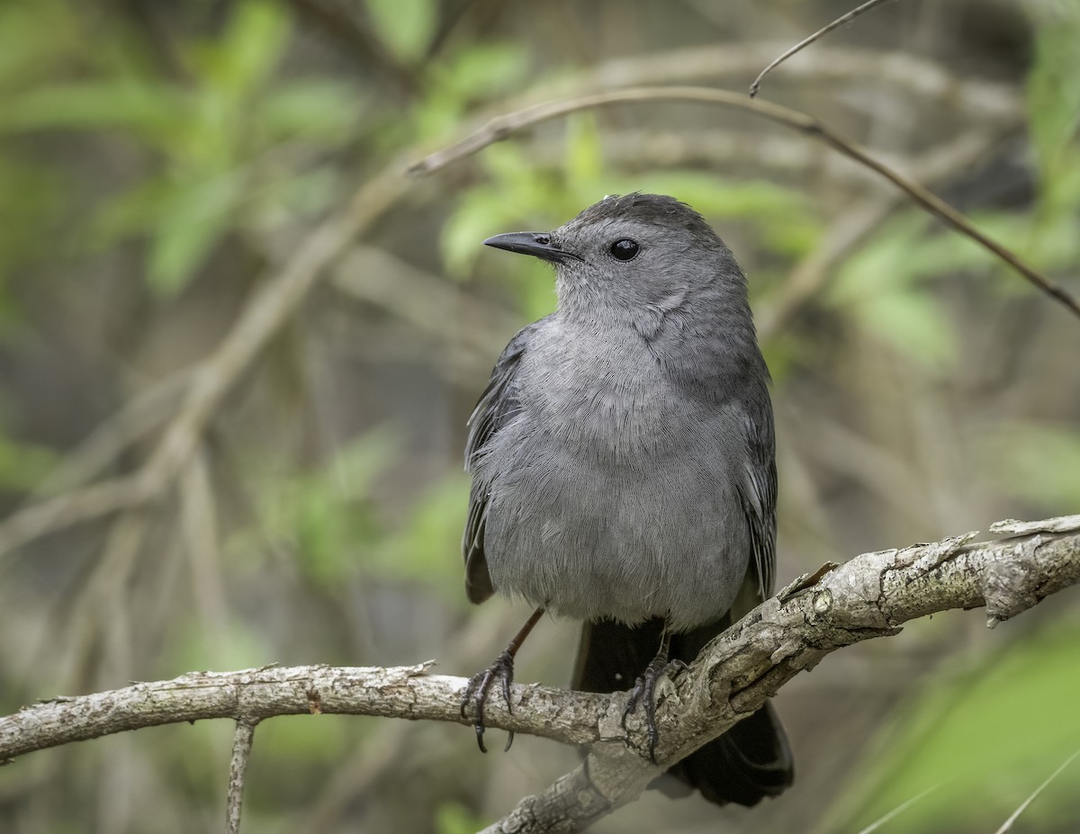 Gray Catbird - ML637684214
