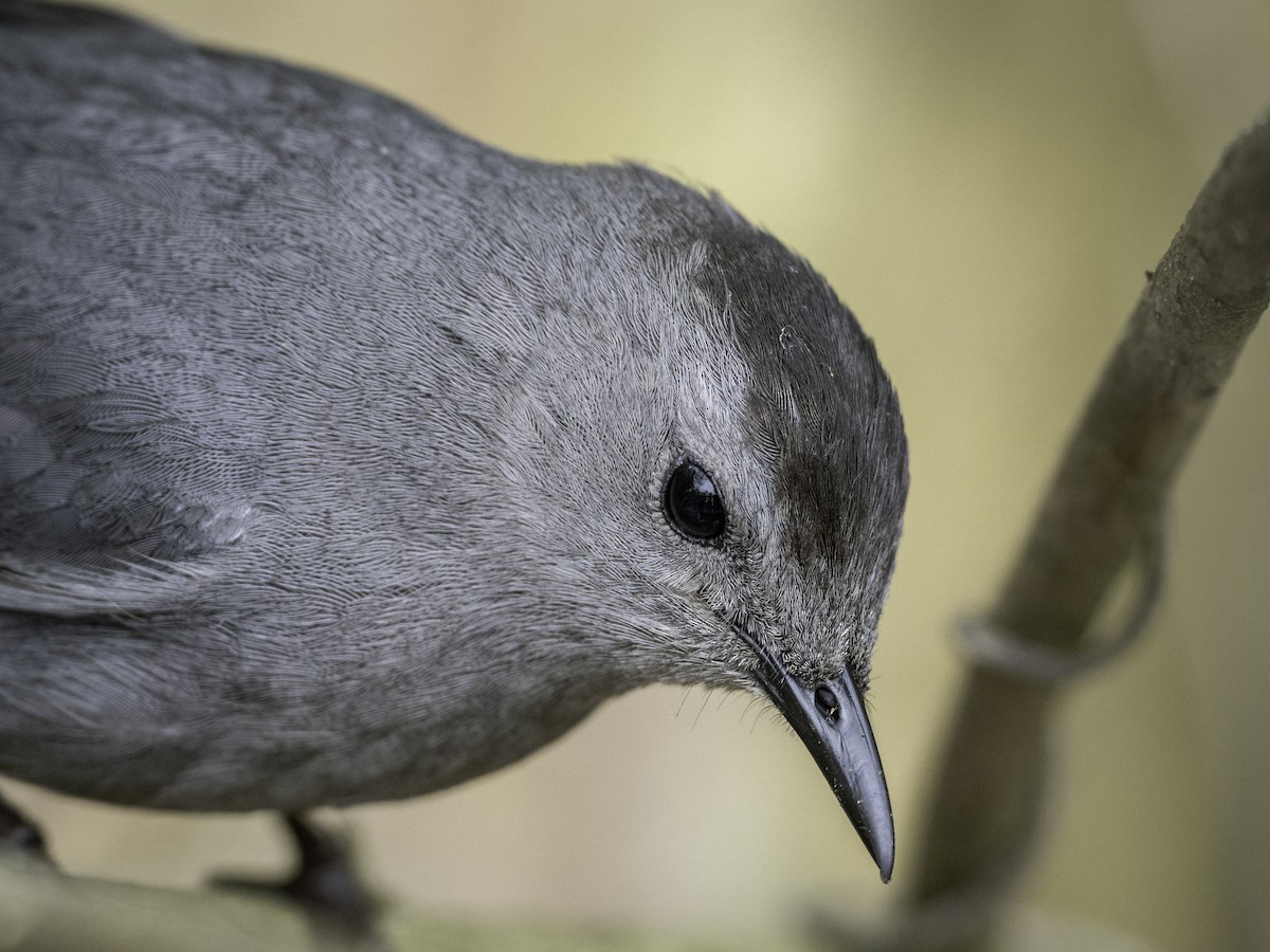 Gray Catbird - ML637684215