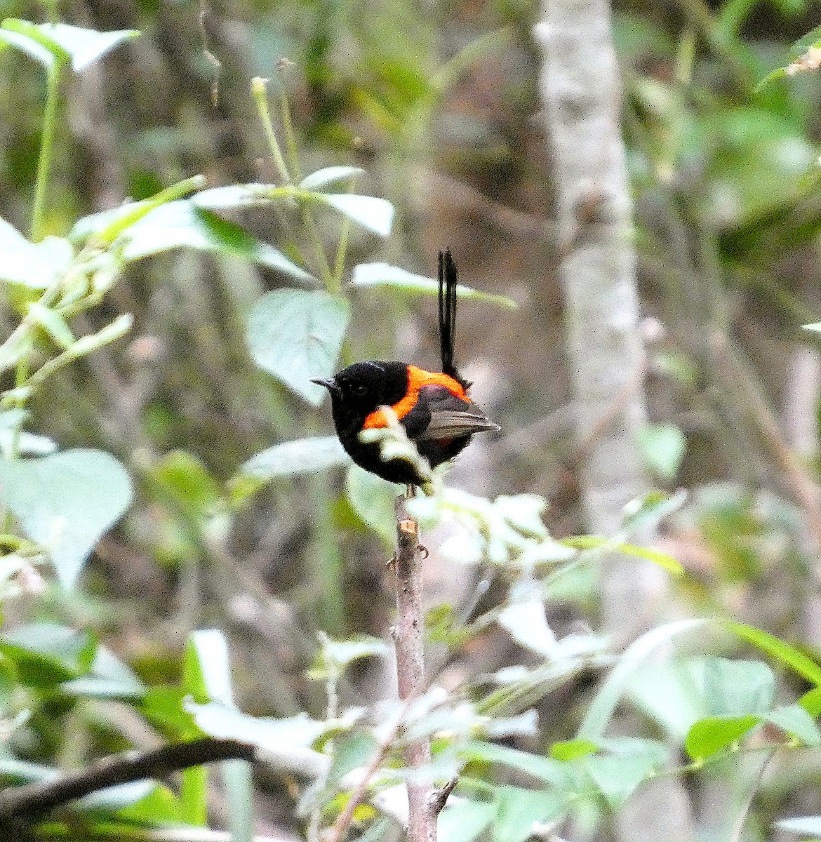 Red-backed Fairywren - ML637684216