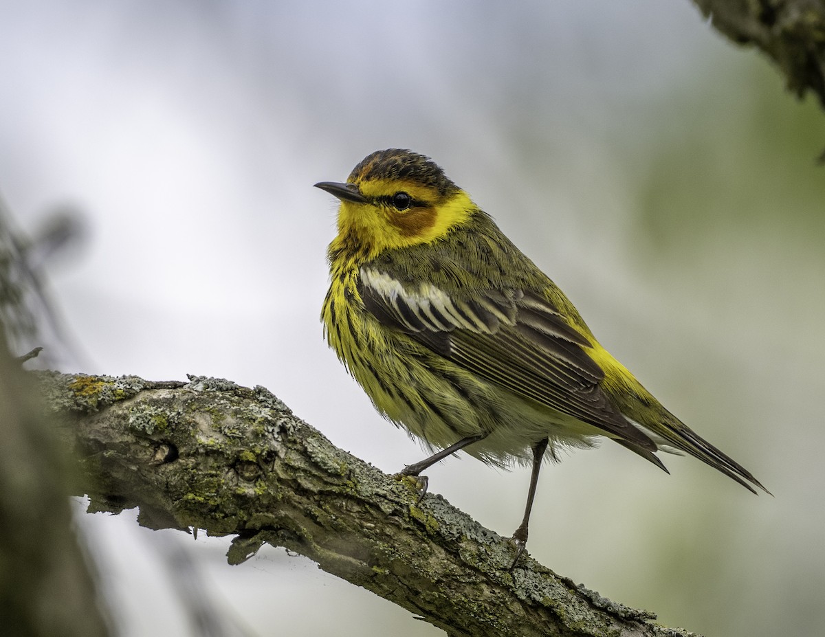 Cape May Warbler - ML637684220