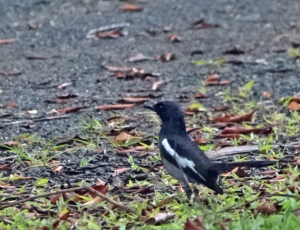 Oriental Magpie-Robin (Black) - ML637684222