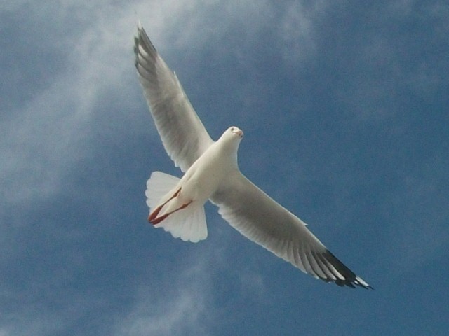 Silver Gull - ML637684226