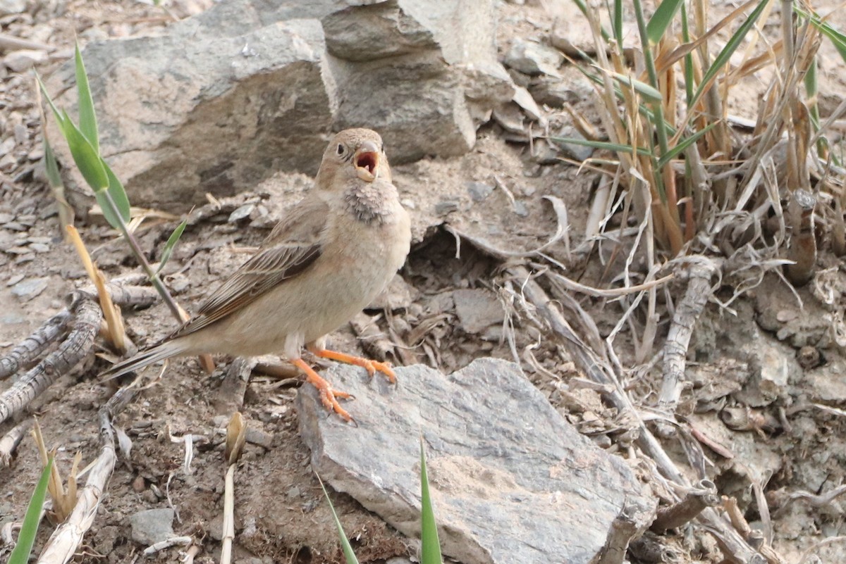 Mongolian Finch - ML637684227
