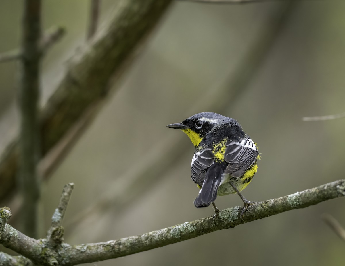 Magnolia Warbler - ML637684228